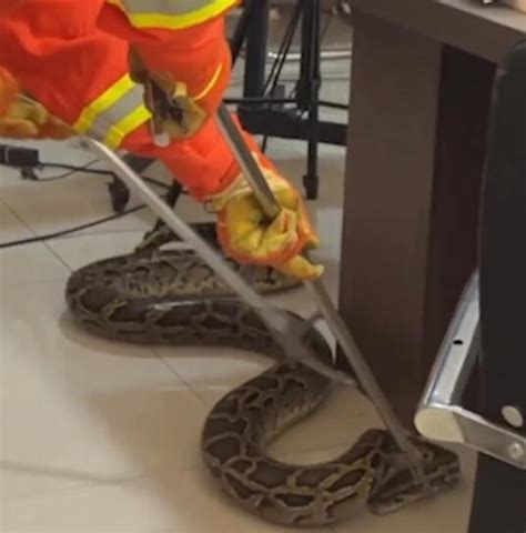 40斤重的大蟒蛇爬进派出所求助