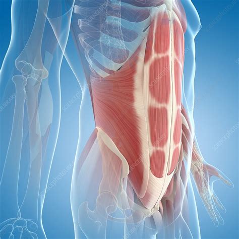 abdominal muscles中文