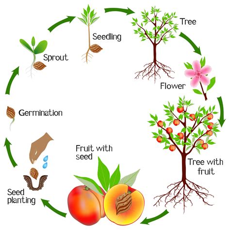 biological growth processes