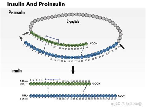 c肽数值如何看胰岛功能