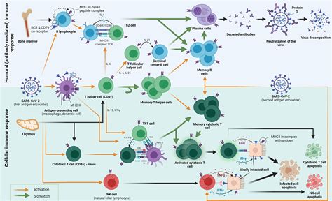cellular immunity