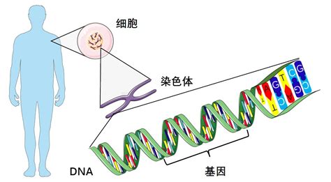 dna与基因的关系
