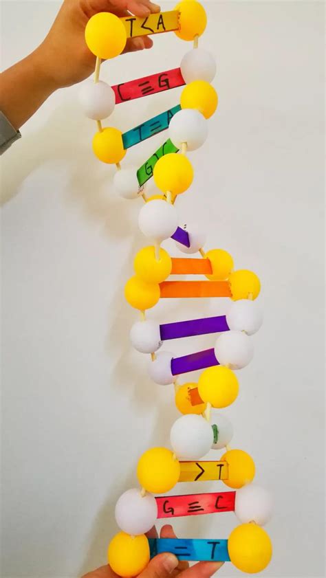 dna分子结构模型手工制作