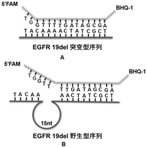fnb1基因突变