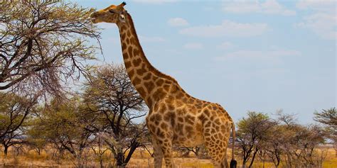 giraffe是什么意思