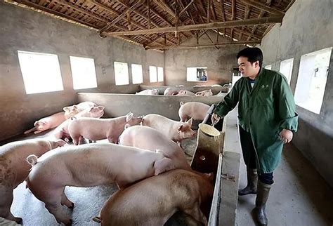 l3940p_国家发改委回应猪价过快上涨了