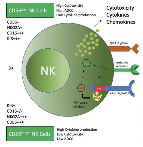 nk细胞具备的生物学功能