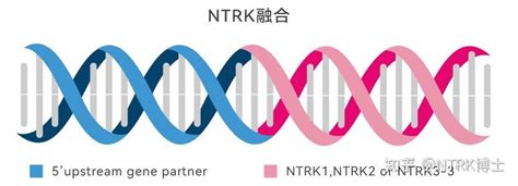 ntrk1基因易位