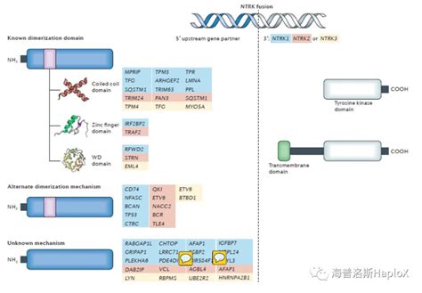 ntrk1突变能表示基因融合吗
