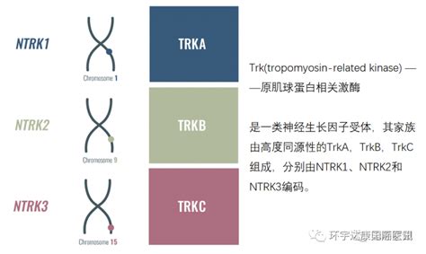 ntrk1 基因突变