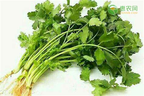 parsley是香菜还是芹菜
