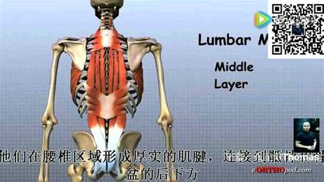 posture动态解剖模型