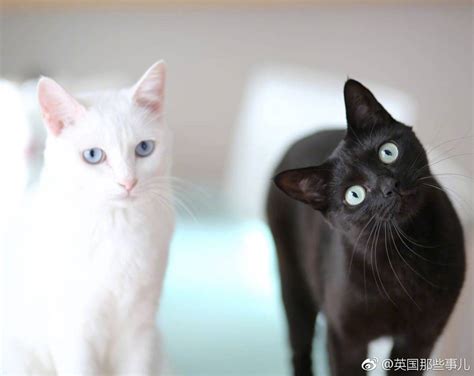 seo 白猫黑猫