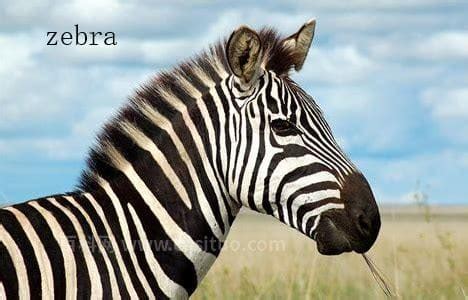 zebra怎么读